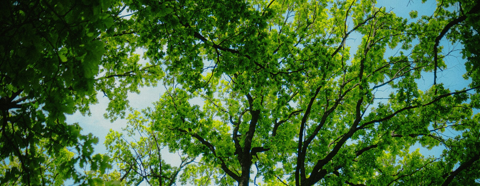Haskins Lecture 2026 with Joan Maloof - Forty Ways to Know a Tree